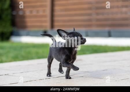 Bezaubernde kleine ChiPoo Welpe im Freien, Chihuahua Poodle Mix Stockfoto