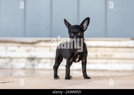 Bezaubernde kleine ChiPoo Welpe im Freien, Chihuahua Poodle Mix Stockfoto