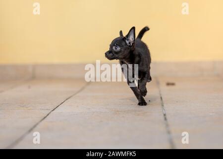 Bezaubernde kleine ChiPoo Welpe im Freien, Chihuahua Poodle Mix Stockfoto