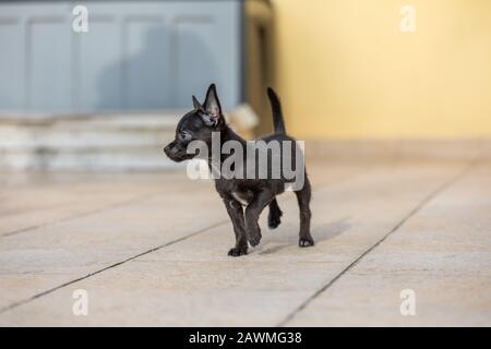 Bezaubernde kleine ChiPoo Welpe im Freien, Chihuahua Poodle Mix Stockfoto