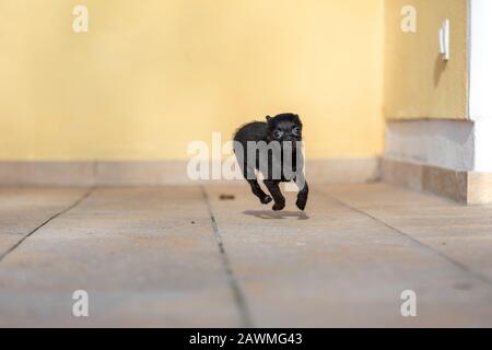 Bezaubernde kleine ChiPoo Welpe im Freien, Chihuahua Poodle Mix Stockfoto