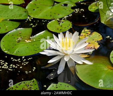 Eine amerikanische weiße Seerose (Nymphaea odorata) mit ihren runden, schwimmenden Blättern am Alligator River in der Küstenregion North Carolina. Stockfoto