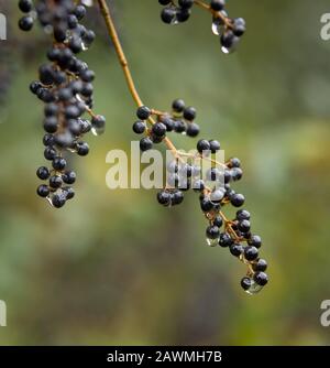 American Olive (Cartrema americanus) - Hall County, Georgia. Wassertropfen, die an einem Winternachmittag an den Beeren eines amerikanischen Olivenbaums hängen. Amer Stockfoto