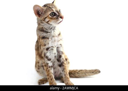 Die asiatische Leopardenkatze oder Sunda-Leopardenkatze (Prionailurus bengalensis javanensis) isoliert auf weißem Grund Stockfoto