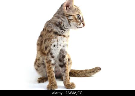 Die asiatische Leopardenkatze oder Sunda-Leopardenkatze (Prionailurus bengalensis javanensis) isoliert auf weißem Grund Stockfoto