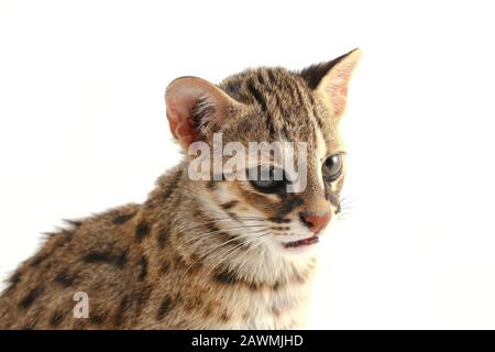 Die asiatische Leopardenkatze oder Sunda-Leopardenkatze (Prionailurus bengalensis javanensis) isoliert auf weißem Grund Stockfoto