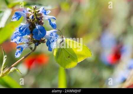 Zitronenfalter auf einer lila farbener Brunella Blüte Stockfoto