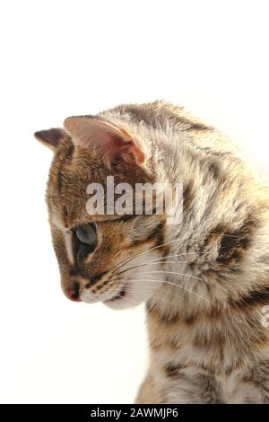 Die asiatische Leopardenkatze oder Sunda-Leopardenkatze (Prionailurus bengalensis javanensis) isoliert auf weißem Grund Stockfoto