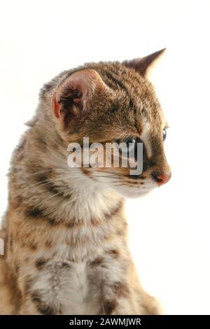 Die asiatische Leopardenkatze oder Sunda-Leopardenkatze (Prionailurus bengalensis javanensis) isoliert auf weißem Grund Stockfoto