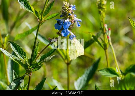 Zitronenfalter auf einer lila farbener Brunella Blüte Stockfoto