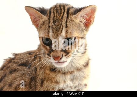 Die asiatische Leopardenkatze oder Sunda-Leopardenkatze (Prionailurus bengalensis javanensis) isoliert auf weißem Grund Stockfoto