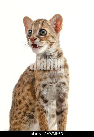 Die asiatische Leopardenkatze oder Sunda-Leopardenkatze (Prionailurus bengalensis javanensis) isoliert auf weißem Grund Stockfoto