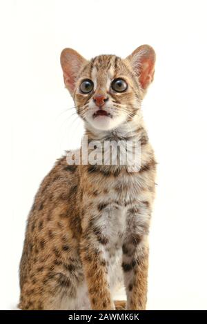 Die asiatische Leopardenkatze oder Sunda-Leopardenkatze (Prionailurus bengalensis javanensis) isoliert auf weißem Grund Stockfoto