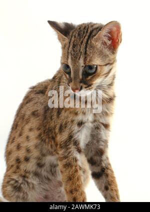 Die asiatische Leopardenkatze oder Sunda-Leopardenkatze (Prionailurus bengalensis javanensis) isoliert auf weißem Grund Stockfoto