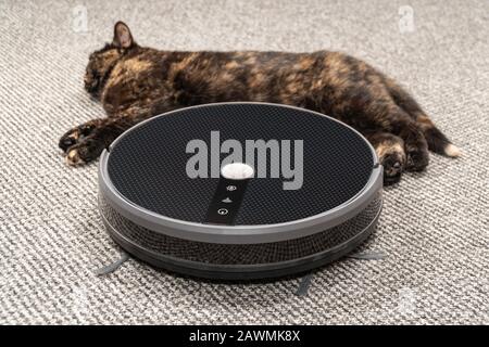 CAT schläft in der Nähe eines laufenden Roboter-Staubsaugers auf einem Teppich Stockfoto