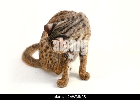 Die asiatische Leopardenkatze oder Sunda-Leopardenkatze (Prionailurus bengalensis javanensis) isoliert auf weißem Grund Stockfoto