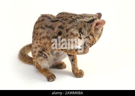 Die asiatische Leopardenkatze oder Sunda-Leopardenkatze (Prionailurus bengalensis javanensis) isoliert auf weißem Grund Stockfoto