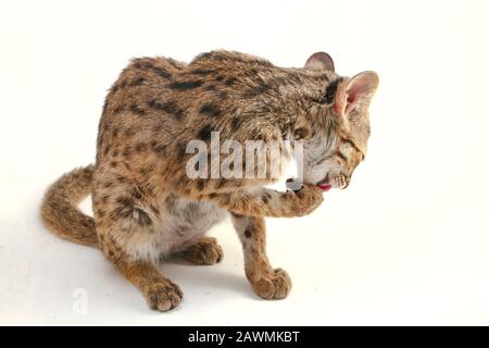 Die asiatische Leopardenkatze oder Sunda-Leopardenkatze (Prionailurus bengalensis javanensis) isoliert auf weißem Grund Stockfoto