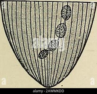 Das Problem des Alters, des Wachstums und des Todes; eine Studie der Zytophose, die auf Vorträgen am Lowell-Institut vom März 1907 basiert. B. Stockfoto