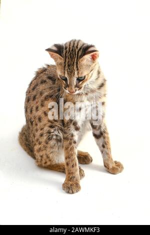 Die asiatische Leopardenkatze oder Sunda-Leopardenkatze (Prionailurus bengalensis javanensis) isoliert auf weißem Grund Stockfoto