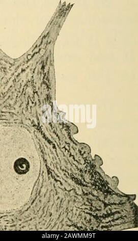 Ein Textbuch der Physiologie für Medizinstudenten und Ärzte. M mm. X% &&gt;M Abb. 61.-Golgi-Zelle (zweiter Typ).Das Axon, A, teilt sich in eine Reihe von Ast.-(Von Obersteiner, nachAndriezen.) Abb. 62. -Normale vordere Hornzelle (Warrington), die die Nissl Granulate in Thekell und Dendriten zeigt: A, Der Axon.-Typ. Aber innerhalb der Nervenachse wird der Großteil der Leitung von Fromneuron zu Neuron, entlang sensorischer wie motorischer Wege, mit Hilfe solcher Strukturen madewith, die Dendriten sind das empfängniserregendliche Sinnesorgan und das Axon des motorischen Apparates. Die Golgi-Zellen des zweiten Typs (Abb. 61 Stockfoto