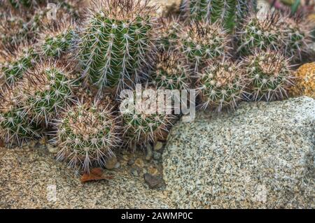 Gruppe dunkelgrüner "Copiapoa echinata"-Kakteen mit Goldnadeln und selektivem Fokus. Aufnahme in natürlichem Licht mit marmorierten Felsen als Hintergrund Stockfoto