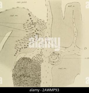 Mires de la Soci zoologique de France. F. Cr. Int. V.. Wenn Fi. S DE PETROiMYZON Cr. cav. Périt. V Stockfoto