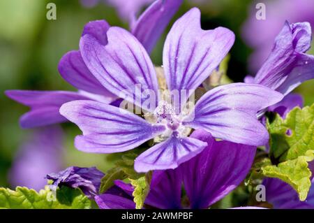 Gemeine Mallow (malva sylvestris), Nahaufnahme einer einzelnen Blüte aus vielen. Stockfoto