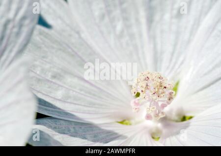 Musk Mallow (malva moschata), nahe am Zentrum der weißen Blumenvielfalt. Stockfoto