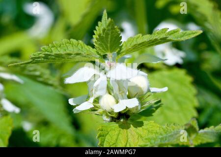 Weiße Deadnessel (Lamium-Album), dicht am Kopf der Pflanze, die die Blumen und Blätter zeigt. Stockfoto