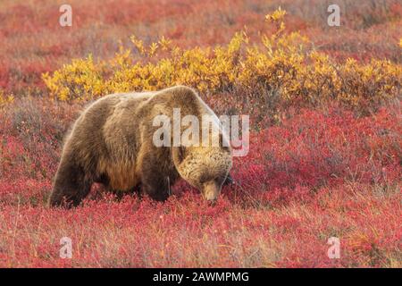 Grizzly Bär im Denali National Park Alaska im Herbst Stockfoto