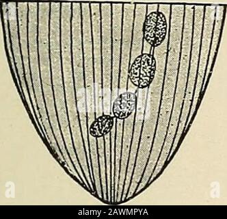 Das Problem des Alters, des Wachstums und des Todes; eine Studie der Zytophose, die auf Vorträgen am Lowell-Institut vom März 1907 basiert. B imiii. Stockfoto