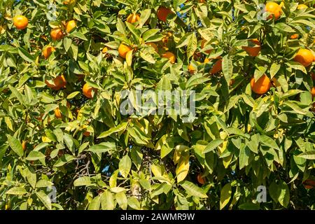 Orangenbaum mit Orangen im Garten Stockfoto