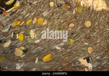Wasser mit Algen und Blätter im Herbst verschmutzt Stockfoto