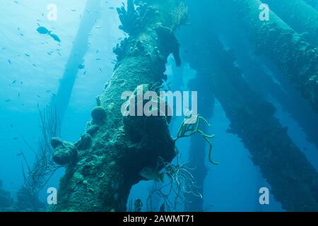 Unterwasser Flora und Fauna im Meer der Karibik rund um Bonaire, Niederländische Antillen. Platz Salt Pier. Stockfoto