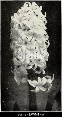 Rawsons Glühbirnenhandbuch / W.WRawson & Co. . Iue.Fabiola. Iink. Deutlich gestreifter Krimson. Sarah Bernhardt. Deutliche Salniou-Rose; kompakte Gertrigode. Schön rosarot; e.xeellent Blume. Truss. Dr. Coindet. Geniales Karmin; große Glocken.Roi des Beiges. Tiefes Krimson-Scharlach; COM-Pakt Spitze. EINFACH HELL UND DUNKELBLAU JOHAN. Neu. Blass {jray-blau; große Glocken, Spli-ndiil Spike.Grand Lilas. Helles Porzellan-blau.King of the Blues. Sattes Dunkelblau; superb ^pil^i-. Wiili inino n^e Bells.Queen of the Blues. Wunderschönes Azurblau; Ii.mmNtnie truss.Prince of Wales. Neu. Violett-blaues, weißes Auge: Sehr str Stockfoto