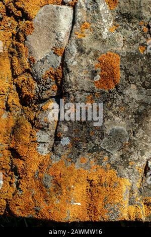 Der alte Stein aus Granit im Wald bedeckt mit Moos und Flechten Stockfoto