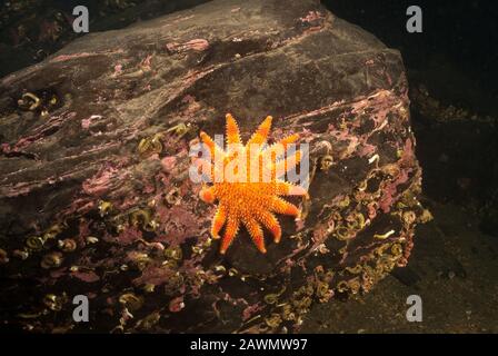 Gemeinsamer Sonnenstern (Crossaster papposus) auf dem Boudler, unter Wasser in Loch Leven, Schottland, Großbritannien. Stockfoto