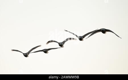 Herde von rosafarbenen Gänsen (Anser brachyrhynchus), die mit einem schlichten Himmel im Hintergrund zur Kamera fliegen. Stockfoto