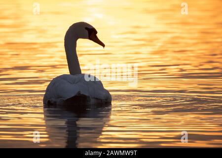 Mute Swan (Cygnus olor) Schwimmen auf einem ruhigen See während eines goldenen Sonnenaufgangs, Loch Leven National Nature Reserve, Schottland, Großbritannien. Stockfoto