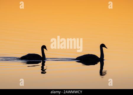 Zwei Silhouettenschwäne (Cygnus cygnus), die bei Sonnenaufgang auf einem ruhigen See schwimmen, Loch Leven National Nature Reserve, Schottland, Großbritannien. Stockfoto