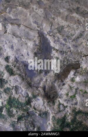 Dinosaurier-Standfläche in versteinerten Sand, mit Fersenpolster und drei Zehen. Diese Drucke wurden vor 165 Millionen Jahren hergestellt. Staffin Bay, Insel Skye. Stockfoto