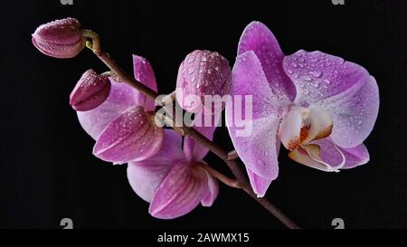 Orchidee mit Wassertropfen auf Blumen Stockfoto