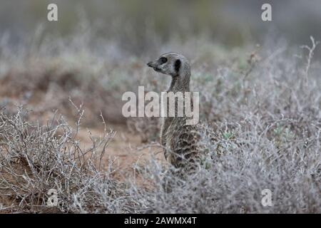 Meerkat steht im Morgengrauen an einem kühlen Morgen und entscheidet, ob der Mob aus den Burten heraufgelassen werden soll. Oudtshoorn, Little Karoo, Südafrika Stockfoto