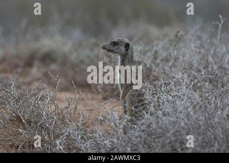 Meerkat steht im Morgengrauen an einem kühlen Morgen und entscheidet, ob der Mob aus den Burten heraufgelassen werden soll. Oudtshoorn, Little Karoo, Südafrika Stockfoto