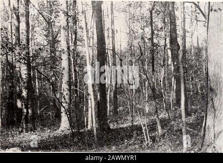 Anne Arundel County . FIE. I.-Blick auf den Walzbetrieb l ANUS UND HOLZPARTIEN, IN DER NÄHE von BIRDSVILLF... Abb. 2. Blick AUF einen vor Bränden geschützten gemischten Wald aus Eiche und Kastanie. Maryland Geological Survey 209 Der Stand des Holzes und sein Wert In der Waldvermessung des Landkreises, jedes bewaldete Gebiet, das mindestens 1 Hektar umfasst, befand sich auf einer Karte und der Stand und der Wert des immer changierbarer Holzes wurden geschätzt. Der Leser wird auf die Karte verwiesen, um weitere Informationen zu erhalten. In der folgenden Tabelle finden Sie eine Zusammenfassung der Anbaufähigkeit, des Stands und des Wertes nach Wahlbezirken: Bewaldete Fläche, Stand und Wert von Sägeholz nach Wahl Stockfoto