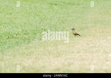 Grünsperrige Spechte, Colaptes melanochloros, im Gras stehend, im ökologischen Reservat Costanera sur, in Buenos Aires, Argentinien Stockfoto