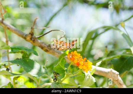 Dione moneta Schmetterling über lantana camara orange gelbe Blume, im ökologischen Reservat Costanera sur, in Buenos Aires, Argentinien Stockfoto