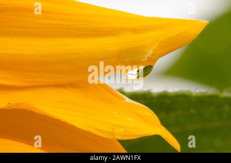 Makro einer Sonnenblumen-Brechung in einem Tau Tropfen auf Sonnenblumen-Petal Stockfoto