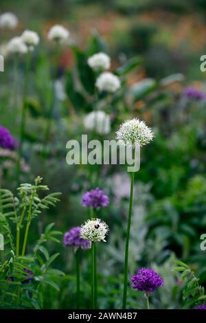 allium Mount everest, Allium lila Sensation, weiß lila Allium, mischen, gemischt, Zierzwiebeln, Zierzwiebel, Bett, Grenze, mehrjährig, RM Floral Stockfoto